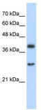 Cytosolic Iron-Sulfur Assembly Component 1 antibody, TA335735, Origene, Western Blot image 
