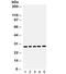 Gamma-secretase subunit APH-1A antibody, R32302, NSJ Bioreagents, Western Blot image 
