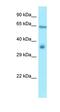 Ran GTPase Activating Protein 1 antibody, orb330855, Biorbyt, Western Blot image 
