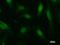 AHNAK Nucleoprotein antibody, LS-C342403, Lifespan Biosciences, Immunofluorescence image 
