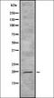 Cytochrome b-561 antibody, orb337734, Biorbyt, Western Blot image 