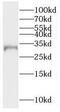 Receptor Transporter Protein 1 antibody, FNab07526, FineTest, Western Blot image 
