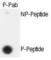 Extra Spindle Pole Bodies Like 1, Separase antibody, abx031912, Abbexa, Western Blot image 