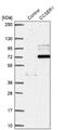 Coiled-Coil Serine Rich Protein 1 antibody, NBP1-82899, Novus Biologicals, Western Blot image 