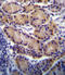 Cytochrome P450 Family 2 Subfamily S Member 1 antibody, LS-C167229, Lifespan Biosciences, Immunohistochemistry paraffin image 