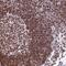 Translocase Of Inner Mitochondrial Membrane 29 antibody, PA5-59759, Invitrogen Antibodies, Immunohistochemistry frozen image 
