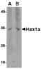 HCLS1 Associated Protein X-1 antibody, LS-B14749, Lifespan Biosciences, Western Blot image 