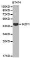 IK1 antibody, TA327199, Origene, Western Blot image 