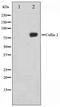 CUL-2 antibody, TA347363, Origene, Western Blot image 