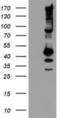 Serpin Family B Member 13 antibody, NBP2-01312, Novus Biologicals, Western Blot image 