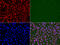 RAD50 Double Strand Break Repair Protein antibody, LS-C332354, Lifespan Biosciences, Immunofluorescence image 
