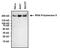 RNA Polymerase II Subunit A antibody, MA1-46093, Invitrogen Antibodies, Western Blot image 