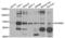 LIMP2 antibody, abx004803, Abbexa, Western Blot image 
