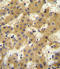 Apolipoprotein F antibody, LS-C156422, Lifespan Biosciences, Immunohistochemistry frozen image 