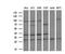 Myeloid leukemia factor 2 antibody, NBP2-03726, Novus Biologicals, Western Blot image 