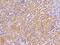 Solute Carrier Family 9 Member A7 antibody, 203598-T08, Sino Biological, Immunohistochemistry paraffin image 
