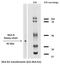 Major Histocompatibility Complex, Class I, G antibody, GTX78331, GeneTex, Western Blot image 