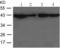 Caudal Type Homeobox 2 antibody, TA323197, Origene, Western Blot image 