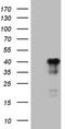 Cyclic AMP-dependent transcription factor ATF-1 antibody, TA807623, Origene, Western Blot image 