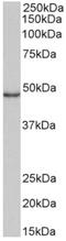 CD40 Molecule antibody, AP33488PU-N, Origene, Western Blot image 