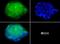 Low Density Lipoprotein Receptor antibody, NBP1-78159, Novus Biologicals, Immunofluorescence image 