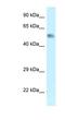 Protein zfp472 antibody, MBS536499, MyBioSource, Western Blot image 