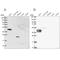 Sperm equatorial segment protein 1 antibody, NBP2-13370, Novus Biologicals, Western Blot image 