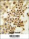 Growth Differentiation Factor 3 antibody, 61-069, ProSci, Immunohistochemistry paraffin image 