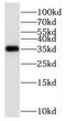 Serine/threonine-protein phosphatase PP1-gamma catalytic subunit antibody, FNab06697, FineTest, Western Blot image 