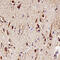 Metabotropic glutamate receptor 3 antibody, AF4668, R&D Systems, Immunohistochemistry frozen image 