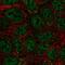 Semaphorin-4A antibody, PA5-64402, Invitrogen Antibodies, Immunofluorescence image 