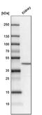 Solute Carrier Family 34 Member 1 antibody, PA5-62358, Invitrogen Antibodies, Western Blot image 