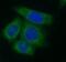 Adenylate kinase 2, mitochondrial antibody, FNab00245, FineTest, Immunofluorescence image 