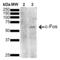 Proto-oncogene c-Fos antibody, SMC-542D-FITC, StressMarq, Western Blot image 