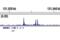 STAT3 antibody, 9145S, Cell Signaling Technology, Chromatin Immunoprecipitation image 
