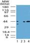 SMAD Family Member 3 antibody, PA1-41507, Invitrogen Antibodies, Western Blot image 
