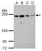 STE20 Like Kinase antibody, PA5-27961, Invitrogen Antibodies, Western Blot image 