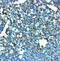 Leucine-rich repeat-containing protein 8A antibody, 8235, ProSci, Immunohistochemistry frozen image 