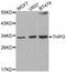 Thrombopoietin antibody, MBS126998, MyBioSource, Western Blot image 