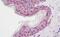 SID1 transmembrane family member 2 antibody, MBS248093, MyBioSource, Immunohistochemistry paraffin image 