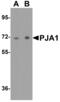 Praja Ring Finger Ubiquitin Ligase 1 antibody, MBS153701, MyBioSource, Western Blot image 