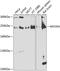 Myosin VA antibody, A02216-1, Boster Biological Technology, Western Blot image 