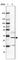 Methyltransferase Like 8 antibody, HPA035421, Atlas Antibodies, Western Blot image 