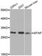S-methyl-5 -thioadenosine phosphorylase antibody, abx000975, Abbexa, Western Blot image 