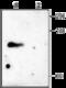 Potassium voltage-gated channel subfamily C member 4 antibody, GTX16643, GeneTex, Western Blot image 