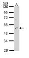 G2/mitotic-specific cyclin-B2 antibody, NBP1-33031, Novus Biologicals, Western Blot image 