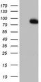 F-box/WD repeat-containing protein 7 antibody, TA802873S, Origene, Western Blot image 