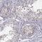 GST antibody, NBP2-49118, Novus Biologicals, Immunohistochemistry frozen image 