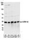 Heterogeneous nuclear ribonucleoprotein A0 antibody, NBP2-22293, Novus Biologicals, Western Blot image 