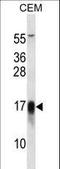 FXYD Domain Containing Ion Transport Regulator 5 antibody, LS-C166291, Lifespan Biosciences, Western Blot image 